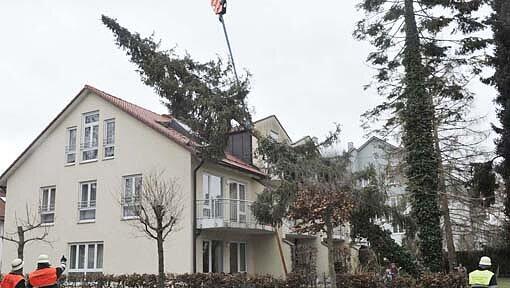 In Perlach hat der Sturm am Wochenende eine 15 Meter hohe Fichte zum Umfallen gebracht. Der Baum stürzte auf das Dach eines Mehrfamilienhauses. In Perlach hat der Sturm am Wochenende eine 15 Meter hohe Fichte zum Umfallen gebracht. Der Baum stürzte auf das Dach eines Mehrfamilienhauses.