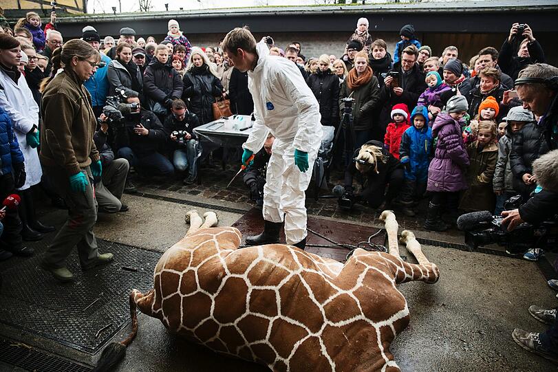 Weltweite Entrüstung: Im Zoo in Kopenhagen wurde eine gesunde Giraffe getötet und dann an die Löwen verfüttert. Die Bilder.
