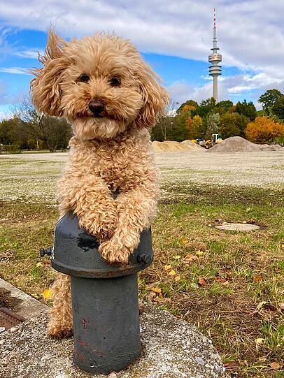 Charlie