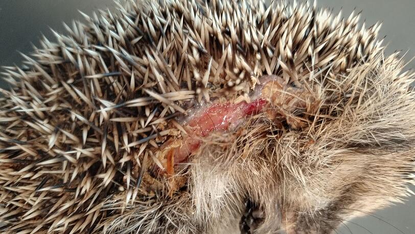 Insbesondere kleine Igel k&ouml;nnen von den M&auml;hrobotern schwer verletzt werden. (Archivbild)