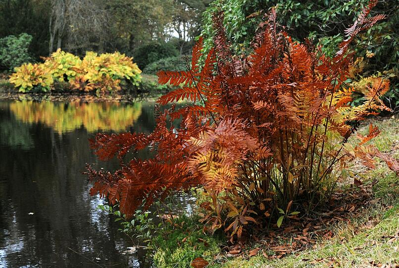 Um geheimnisvolle Farne geht es bei einer Führung im Botanischen Garten.