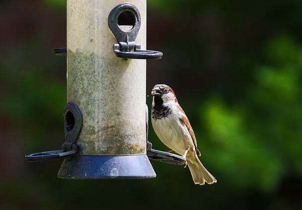 Ein Haussperling sitzt in einem Garten an einer Futters&auml;ule. Mit der l&auml;sst sich verhindern, dass die V&ouml;gel ins Futter koten und andere Artgenossen anstecken.