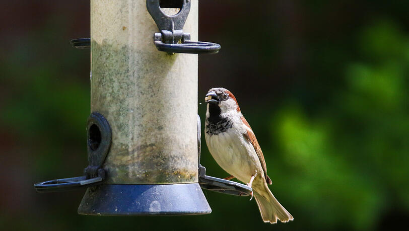 Ein Haussperling sitzt in einem Garten an einer Futters&auml;ule. Mit der l&auml;sst sich verhindern, dass die V&ouml;gel ins Futter koten und andere Artgenossen anstecken.