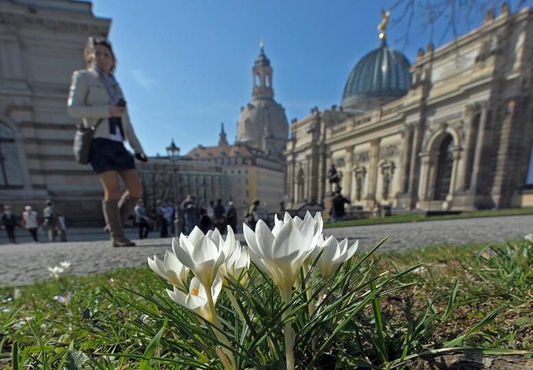 Vor der Frauenkirche in Dresden blühen schon die Krokusse.