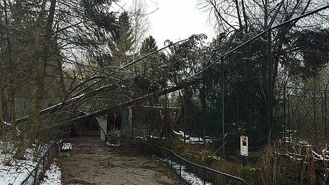 So sah es am Dienstag im Tierpark Hellabrunn aus. Etliche Bäume haben den starken Böen nicht standgehalten und fielen auf die Besucherwege. Mittlerweile ist die Gefahr gebannt und der Zoo hat wieder geöffnet.