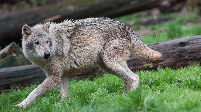 Ein Wolf streift durch einen Wald.