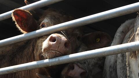 Von 2017 bis 2021 laut EU-Rechnungshof j&auml;hrlich durchschnittlich rund 1,6 Milliarden Tiere zwischen Mitgliedstaaten und in oder aus Nicht-EU-L&auml;ndern transportiert.