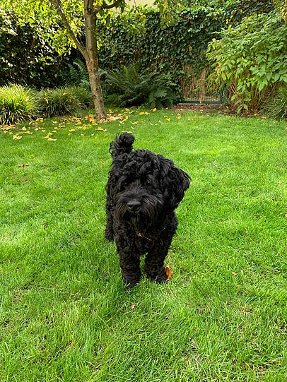 Willi