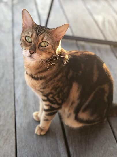 Lily