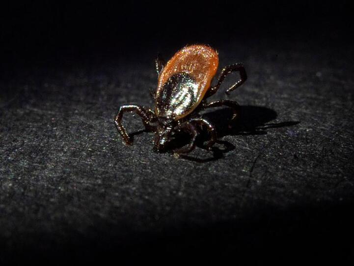 Ein Gemeiner Holzbock (Ixodes ricinus) sitzt in der Parasitologie der Universität Hohenheim. Foto: Marijan Murat/dpa/Archivbild