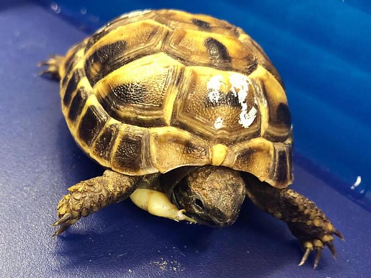 Das Foto zeigt eine Griechische Landschildkröte (Testudo hermanni) am Flughafen München. Foto: Hauptzollamt München/dpa/Archivbild