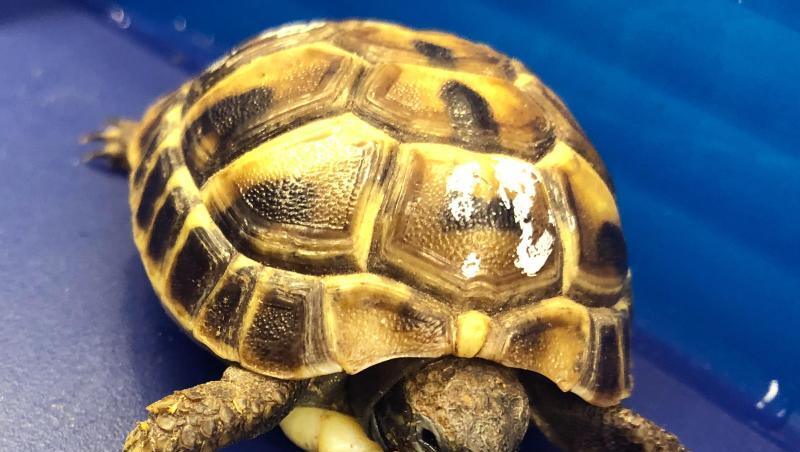 Das Foto zeigt eine Griechische Landschildkröte (Testudo hermanni) am Flughafen München. Foto: Hauptzollamt München/dpa/Archivbild Das Foto zeigt eine Griechische Landschildkröte (Testudo hermanni) am Flughafen München. Foto: Hauptzollamt München/dpa/Archivbild