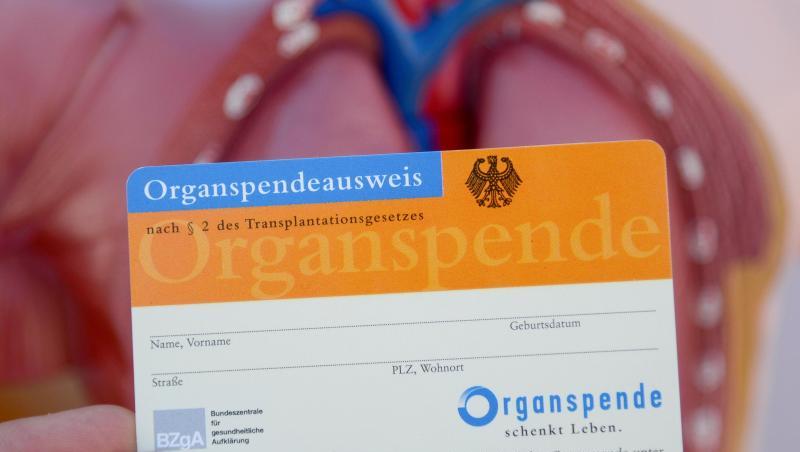 Ein Mann hält einen Organspendeausweis in der Hand. Foto: Daniel Maurer/dpa/Archiv/Symbolbild Ein Mann hält einen Organspendeausweis in der Hand. Foto: Daniel Maurer/dpa/Archiv/Symbolbild