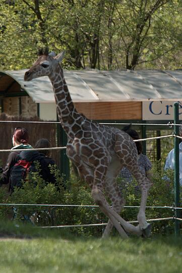 Ein zuckersüßes Giraffenbaby wartet im Tierpark Hellabrunn auf Besucher. Zwei Wochen ist es gerade alt. Hier gibt's schon mal die nettesten Fotos von dem putzigem Tierchen.