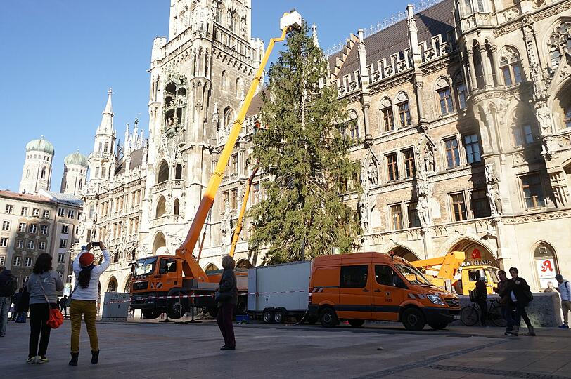Der Christbaum am Münchner Marienplatz.