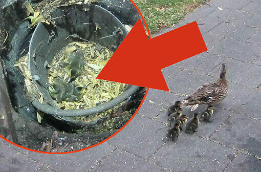 Kleines Enten-Drama in Nymphenburg: Drei Küken waren in einen Gully gefallen. Ein Anwohner hatte die Polizei gerufen...