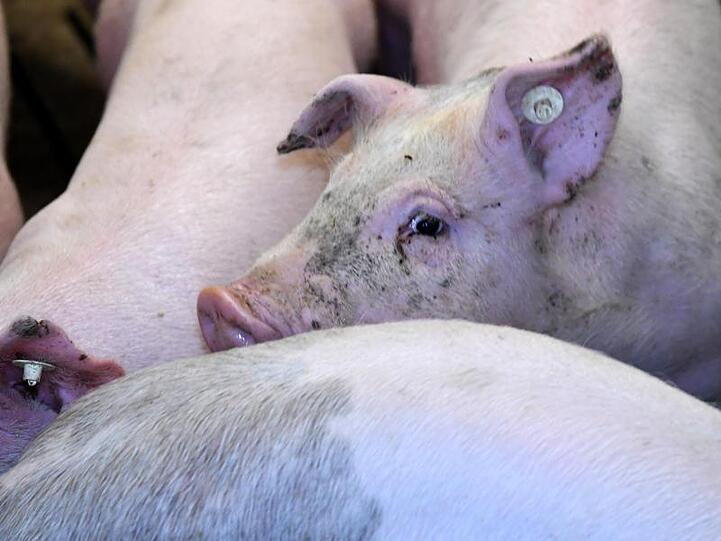 Schweine stehen in einem Stall einer Schweinezucht in Husby. Foto: Carsten Rehder/Archiv
