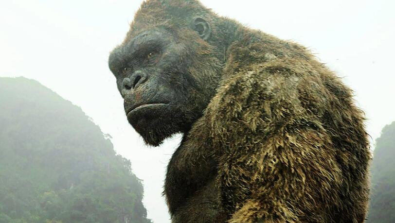 Im Kino ist King Kong ein gern gesehenes Spektakel - hier etwa in "Kong: Skull Island" aus dem Jahr 2017.