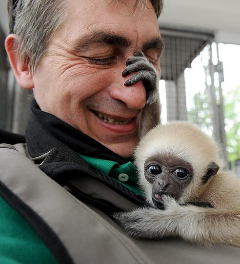 Die sechs Monate alte Tochter der Tierparkleiterin, Viktoria, und das dreieinhalb Jahre alte Gibbon-Baby Lui verstehen sich prächtig.