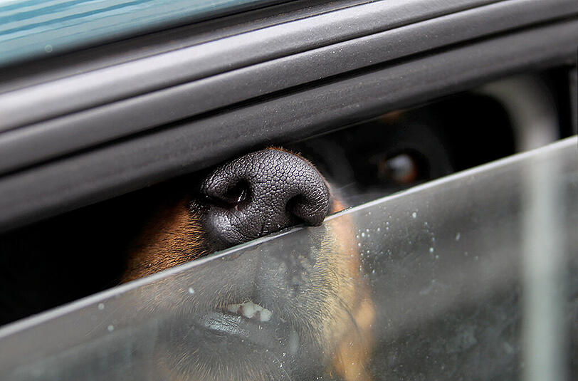 Hunde im Auto können zum Sicherheitsrisiko werden (Symbolbild).
