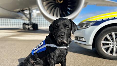 Zollhund Hardy (C) Zoll