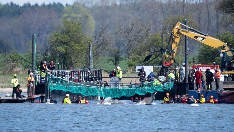 Das Tier bewegte sich durch eine zuvor ausgebaggerte Rinne in die sogenannte Barge, nachdem Helfer ihn zuvor mit Gurten in diese Richtung gezogen hatten.