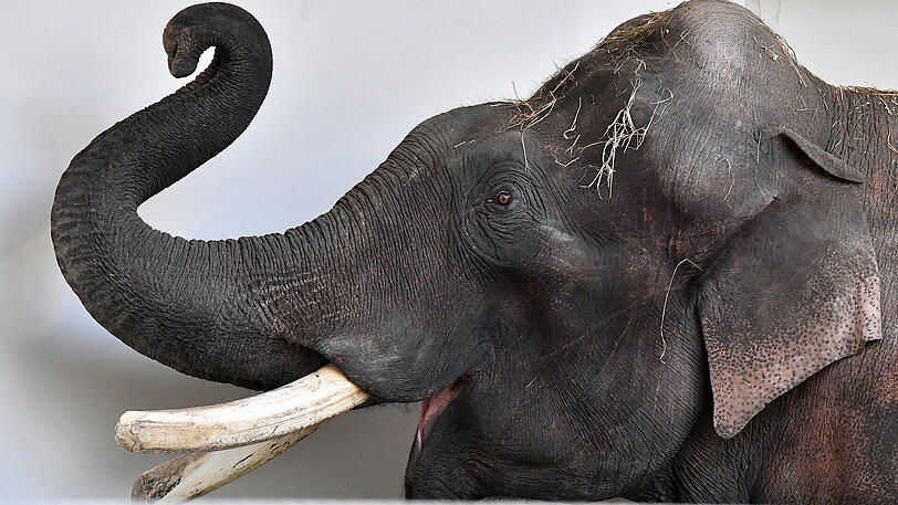 Nach Jahren in Leipzig und Hagenbeck ist Elefantenbulle Gajendra zurück im Tierpack Hellabrunn.