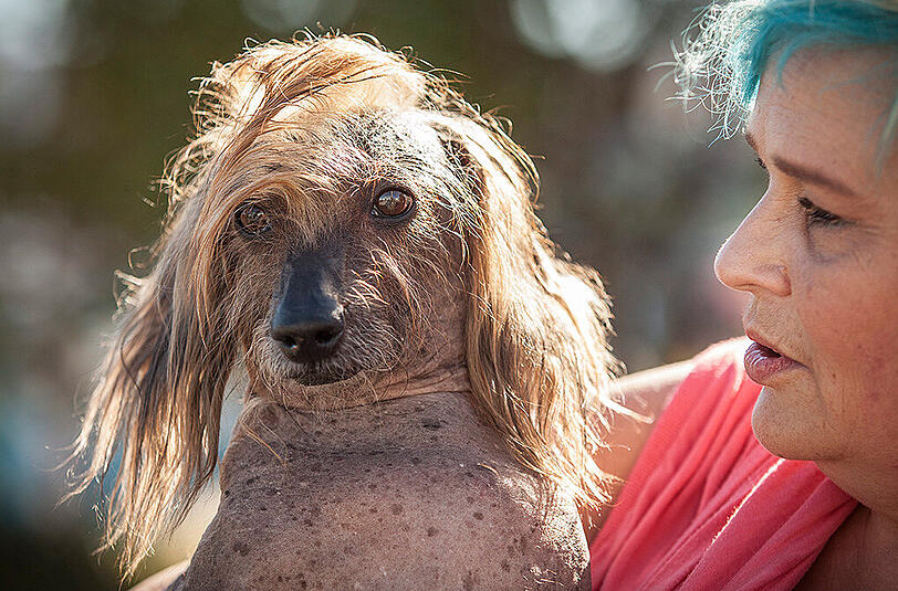 Weitere Bilder des "Ugliest Dog"-Wettbewerbs aus den USA.