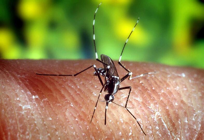 Eine Anopheles-Mücke. Diese Tiere übertragen den Erreger und stechen vor allem nachts zu.