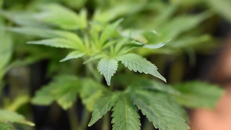 Die Ermittler entdeckten Marihuana. (Symbolbild)