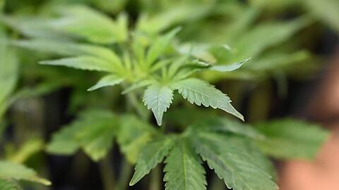 Die Ermittler entdeckten Marihuana. (Symbolbild)