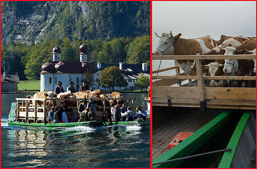 Almabtrieb der besonderen Art: Diese Kühe erreichen ihr Winterquartier mit dem Boot. Die Bilder von den Kühen auf dem Königssee.
