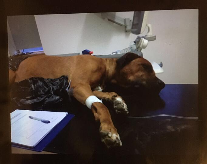 Tyson nach dem Tritt beim Tierarzt mit einer Infusion.