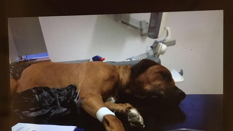 Tyson nach dem Tritt beim Tierarzt mit einer Infusion. Tyson nach dem Tritt beim Tierarzt mit einer Infusion.