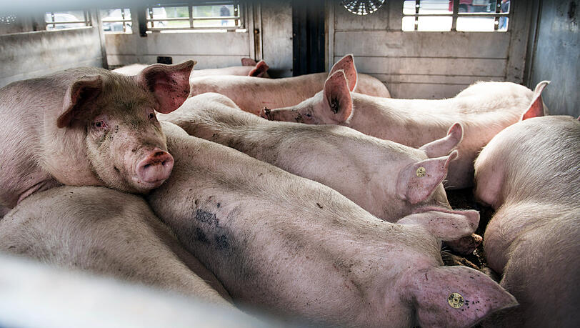 Schweine in einem Viehtransporter. (Archivbild)