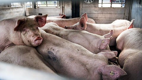 Schweine in einem Viehtransporter. (Archivbild)