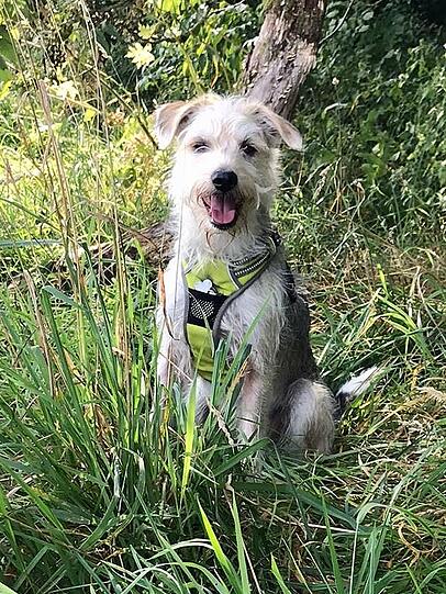 Unser Pauli ist Freizeitpartner, Flauschkumpel und Therapeut auf vier Pfoten. Aus dem anfangs ängstlichen Hund aus Rumänien ist inzwischen ein zuverlässiger, lernwilliger und treuer Begleiter geworden. Für uns ist er bereits jetzt unser Super-Hund.