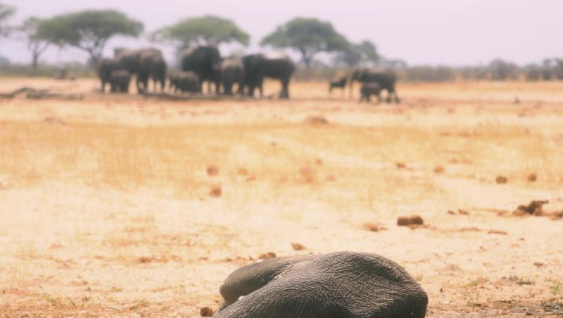 Der Kadaver eines toten Elefanten im Hwange-Nationalpark. Laut der Weltwetterorganisation (WMO) war das vergangene Jahr das zweitwärmste seit Beginn der Aufzeichnungen. Der Kadaver eines toten Elefanten im Hwange-Nationalpark. Laut der Weltwetterorganisation (WMO) war das vergangene Jahr das zweitwärmste seit Beginn der Aufzeichnungen.