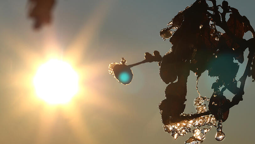 In der Sonne taut es schnell: Eis und Raureif verschwinden, sobald die Sonne ihre Kraft entfaltet. Und schon tropft es. In der Sonne taut es schnell: Eis und Raureif verschwinden, sobald die Sonne ihre Kraft entfaltet. Und schon tropft es.