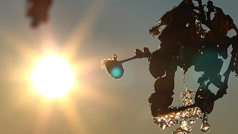 In der Sonne taut es schnell: Eis und Raureif verschwinden, sobald die Sonne ihre Kraft entfaltet. Und schon tropft es.