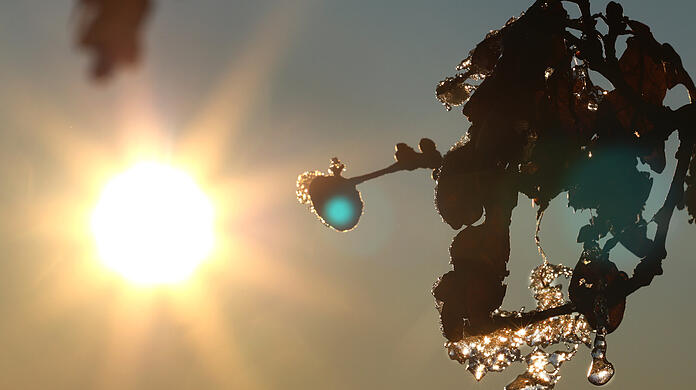 In der Sonne taut es schnell: Eis und Raureif verschwinden, sobald die Sonne ihre Kraft entfaltet. Und schon tropft es.