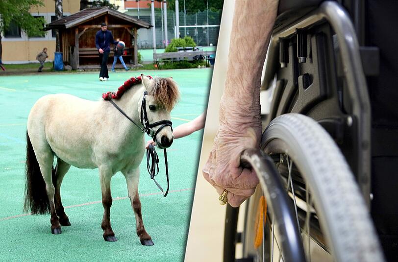Gefährliches Gespann: Ein Pferd wurde vor den Rollstuhl einer 87-Jährigen gespannt.