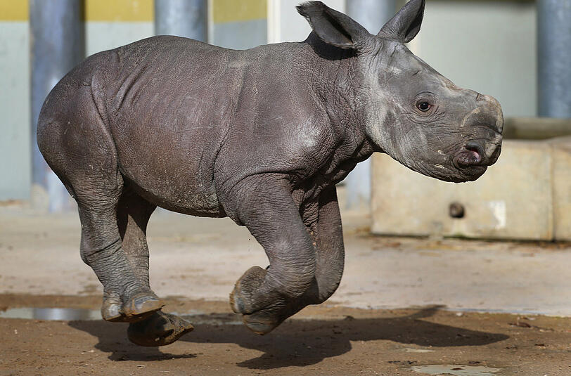 Nashornbaby Kibo bei seinem ersten Ausflug im Augsburger Zoo.