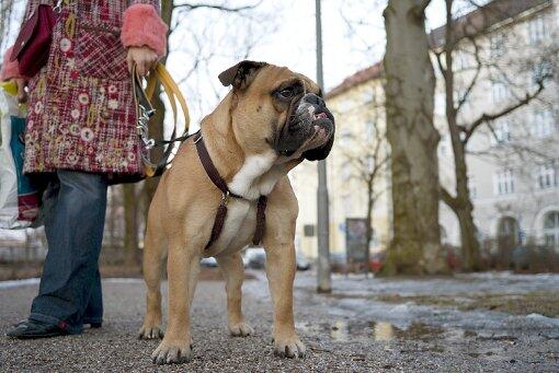 Nix gegen brave Zamperl. Aber woher kommt das Hundegebell bei ihr in der Nähe, wundert sich eine Leserin.