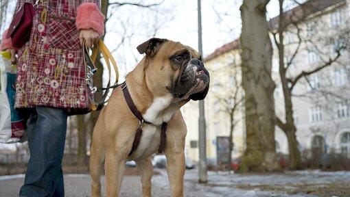 Nix gegen brave Zamperl. Aber woher kommt das Hundegebell bei ihr in der Nähe, wundert sich eine Leserin. Nix gegen brave Zamperl. Aber woher kommt das Hundegebell bei ihr in der Nähe, wundert sich eine Leserin.