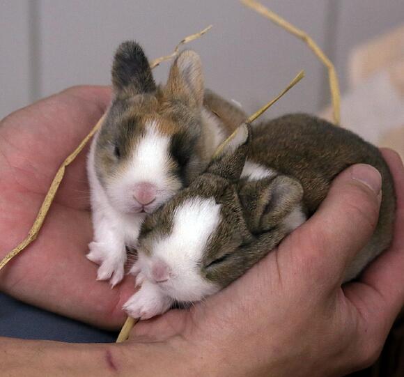 Kleintiere wie diese Kaninchen-Babys machen einen Großteil der Tierheim-Schützlinge aus. 2013 wurden dort 2692 von ihnen gepflegt.