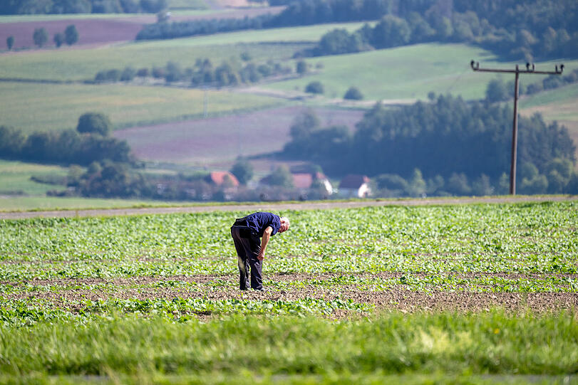 Ein Landwirt schaut, ob die Raps-Nachsaat auf seinem Feld aufgeht.