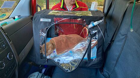 Wem gehört die verletzte Katze, die in einem Riemer Innenhof gefunden wurde? Hier liegt sie im Rettungswagen der Tierrettung.