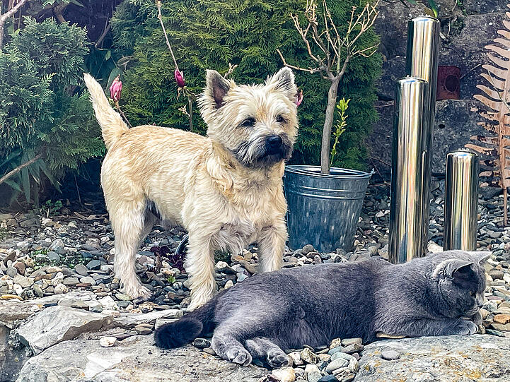 Hund Django (Cairn Terrier) und Kater Kasimir (Britisch Kurzhaar)