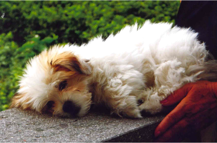 Lucie